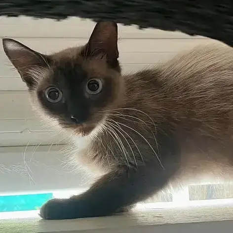 ✨️ Maha ✨️ 🐱 photo 3