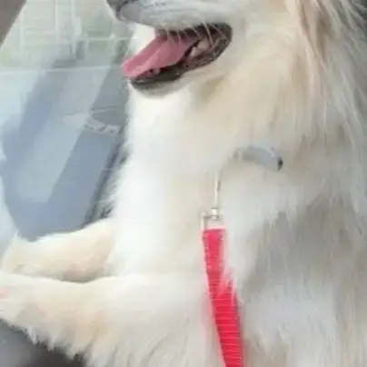 Mitzi