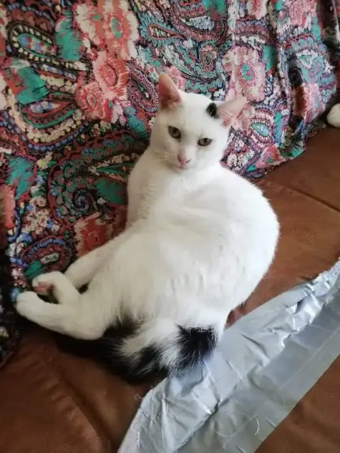 Nougat