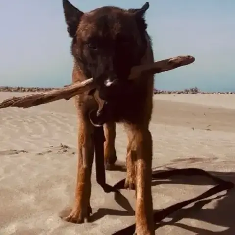Akila
