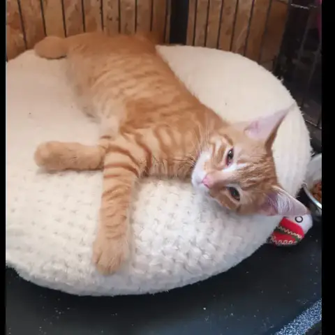 Loki