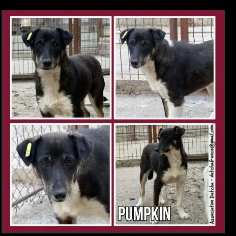 Pumpkin