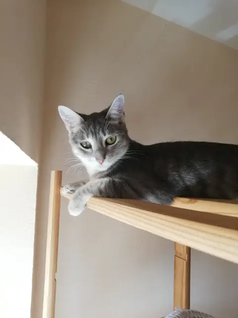 Nikita photo 2