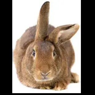 Tealot photo 2