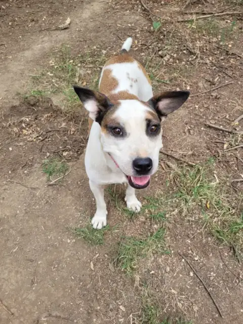Maya