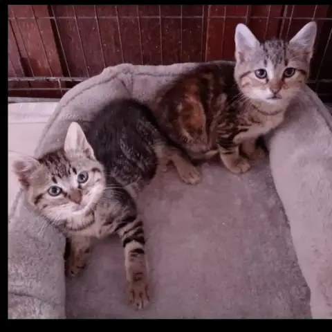 Saphir & Milo
