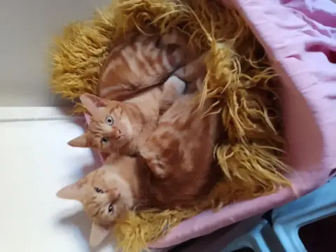 Ginger