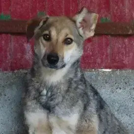 Zoée