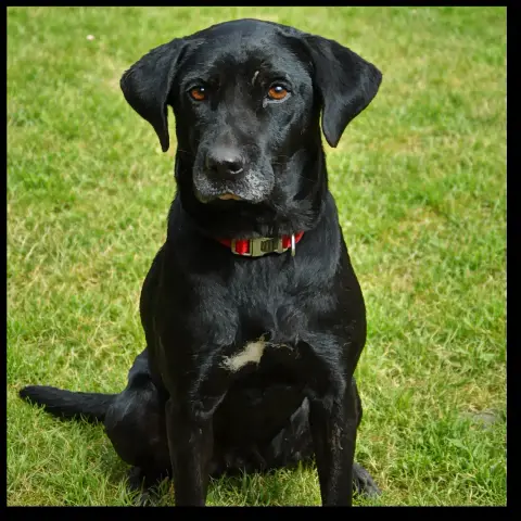 Kaala
