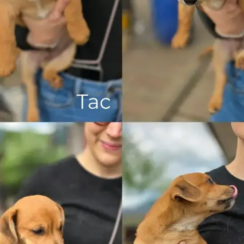 Tac