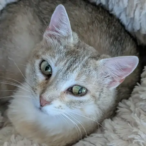 Biscotte