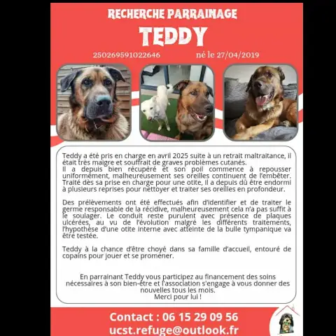 Teddy