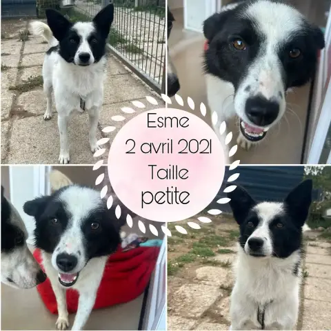 Esme