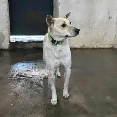 Perla