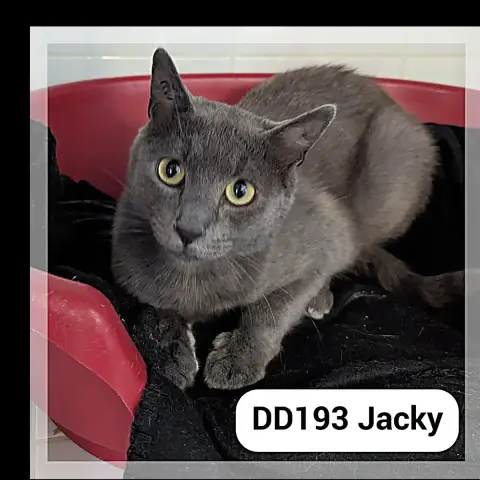 Jacky