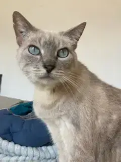 Simba