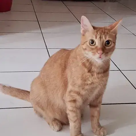 Praline