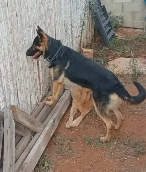 Loki