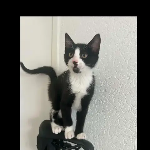 Pogi
