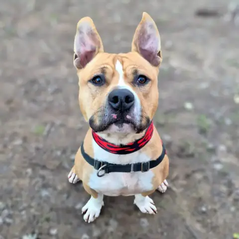 Chase