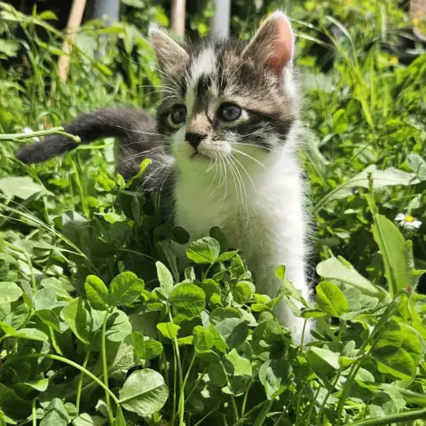 Chatons À L'Adoption photo 2