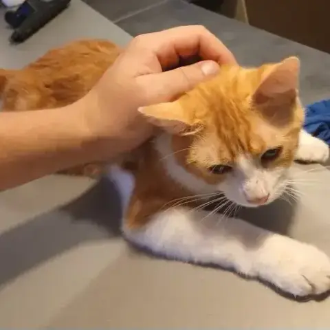 Henri
