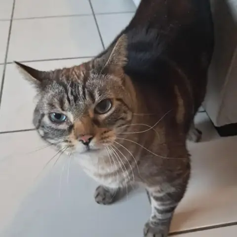 Miaou Cherche Famille D'Accueil