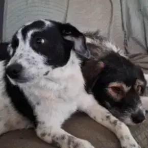 Domino photo 3