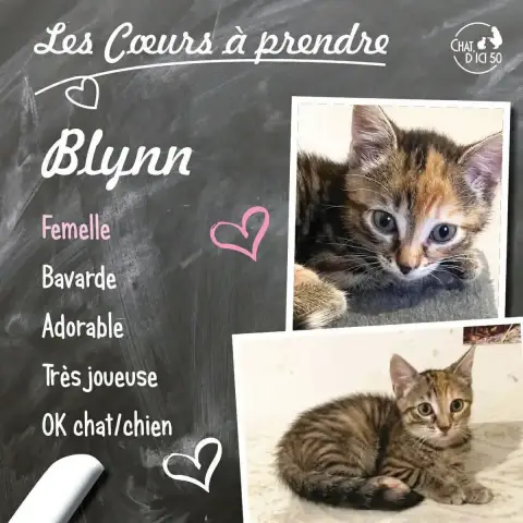 Blynn