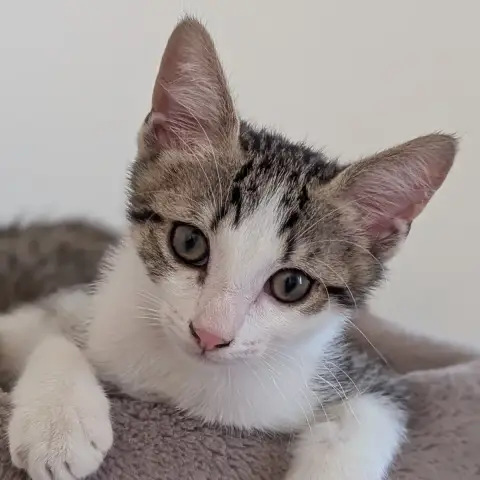 Bébécaille