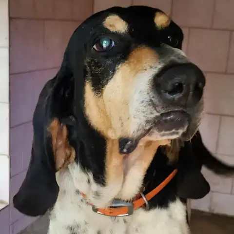 Piago