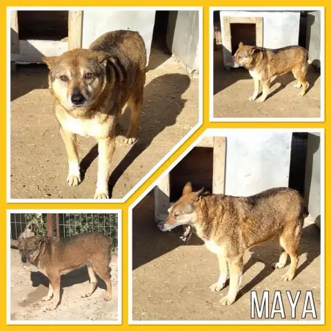 Maya