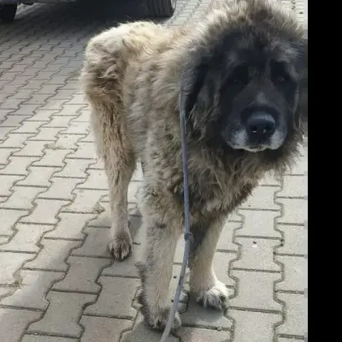 Mufasa