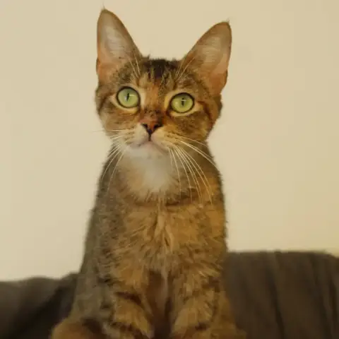 Raya