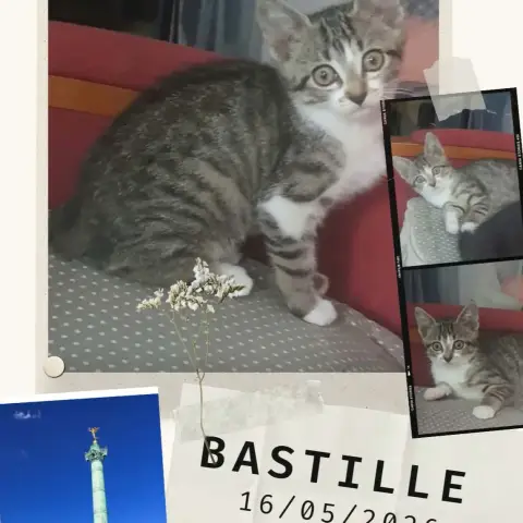 Bastille photo 3