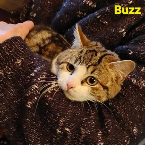 Buzz photo 3