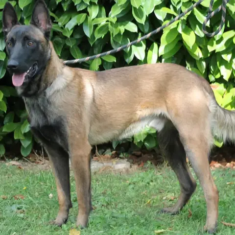 Max
