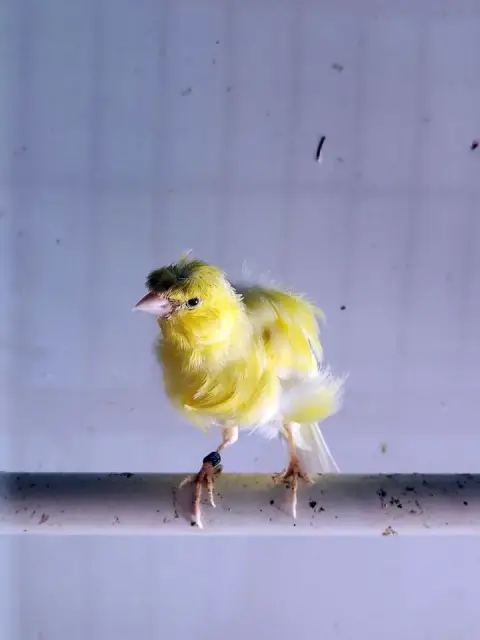Tiuki