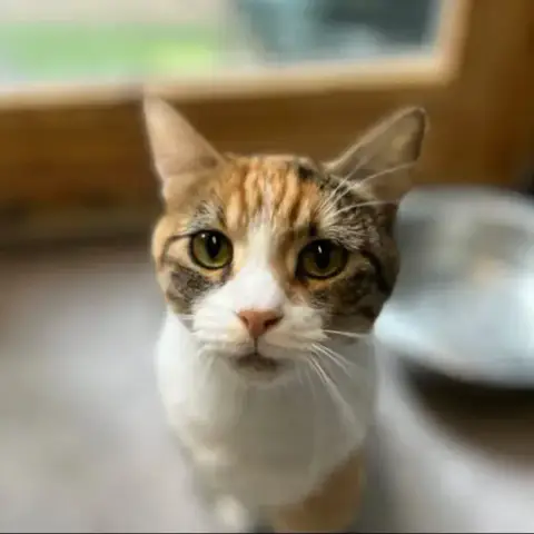 Mew photo 3