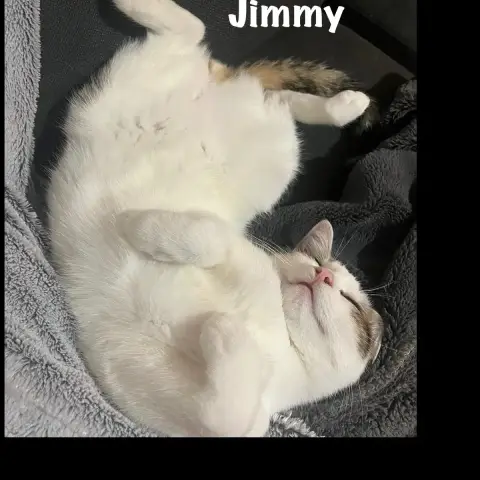 Jimmy photo 3