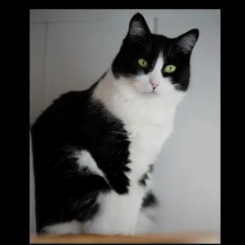 Lily photo 2