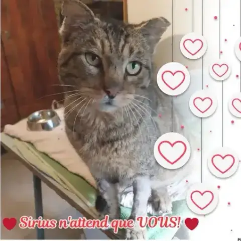 Sirius-Sos