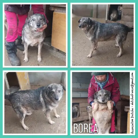 Borea