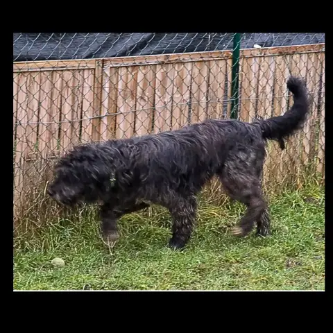 Milo photo 2