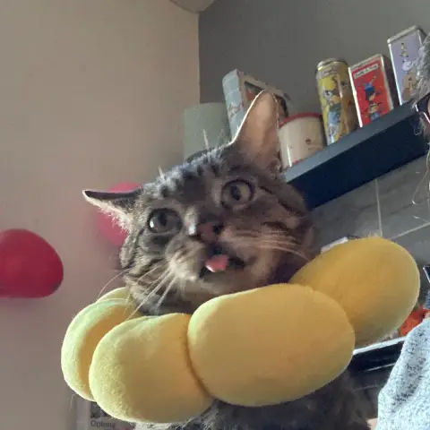 Maurice