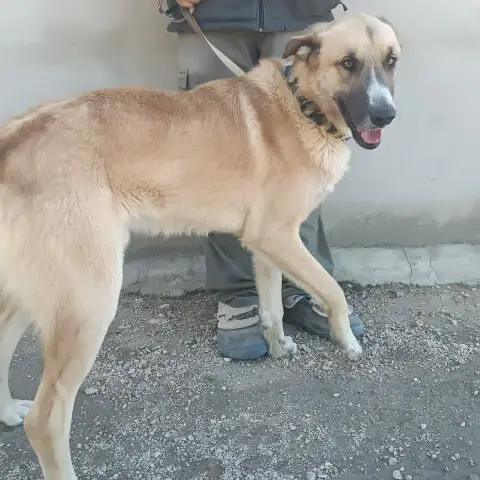 Coco