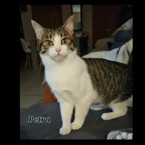 Pétra