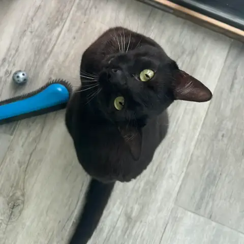 Mao