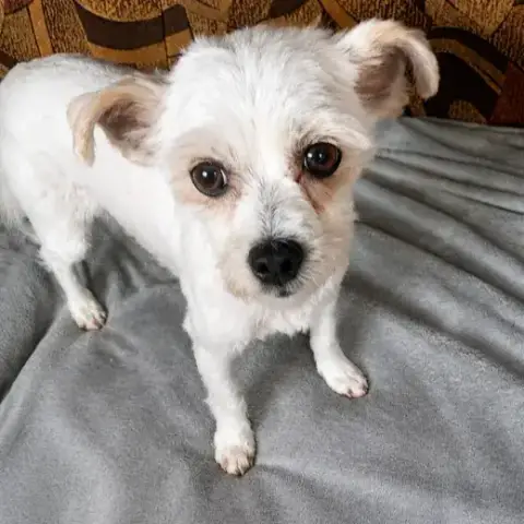 Toby photo 2