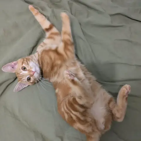 Maurice